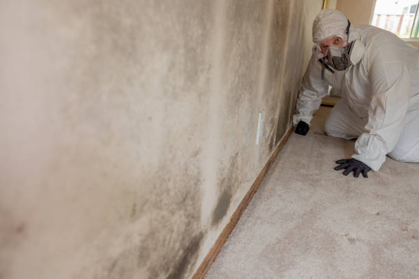 Best Air Quality Testing for Mold Spores  in Friars Point, MS